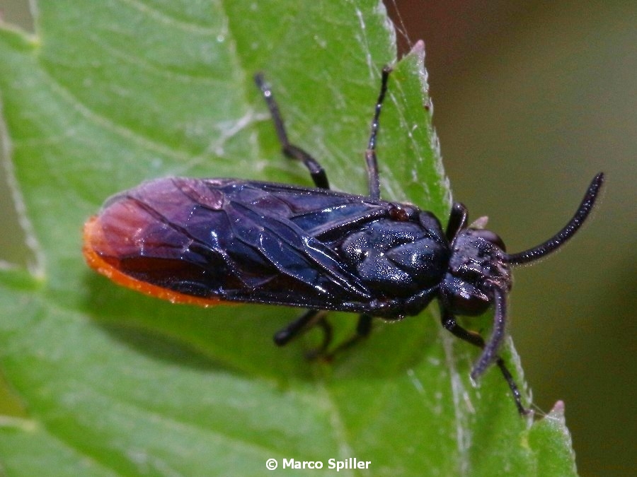 Argidae: Arge pagana, maschio.